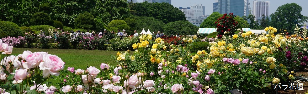 バラ花壇